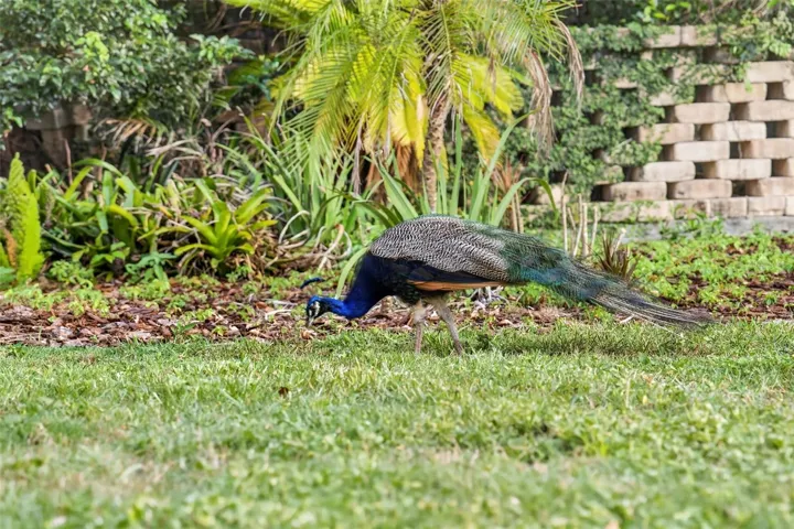 More peacocks!