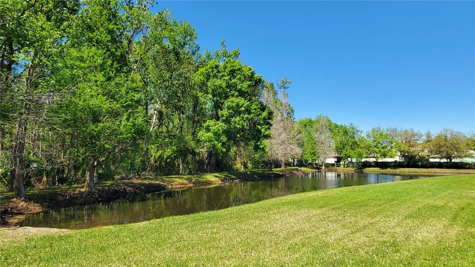 Backyard pond and conservation view