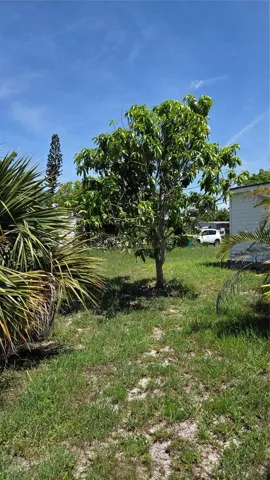 Avocado tree