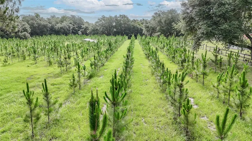 4,000 planted pine trees help maintain low property taxes through agricultural valuation while offering future income potential.