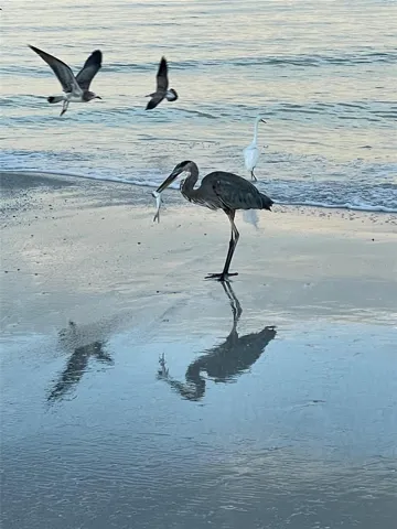 Birds on beach