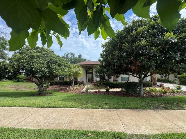 View of front of house form the avocado tree
