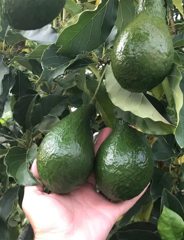 From one of two avocado producing trees in front yard. 100s a year