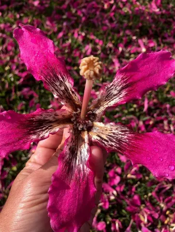 Pink flowers from the silk tree in front left side yard