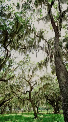 Oak Trees