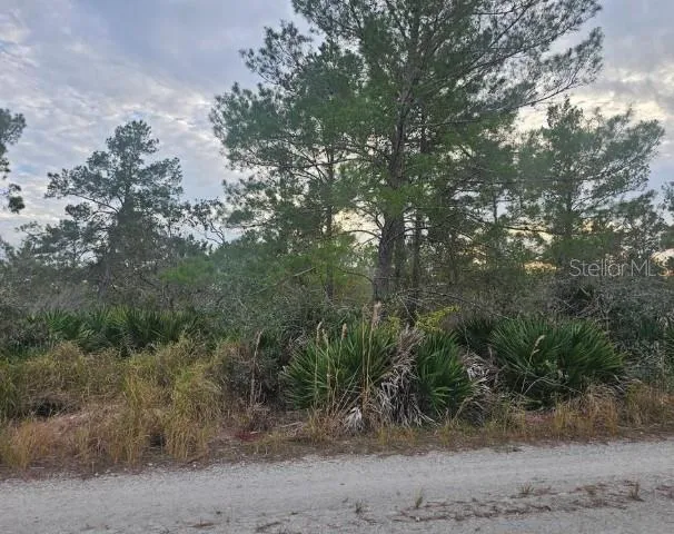 Vacant lot for sale on dirt road.