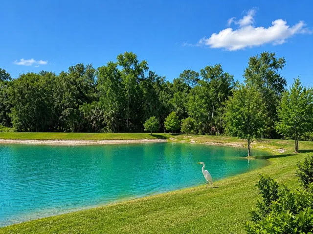 Backyard View