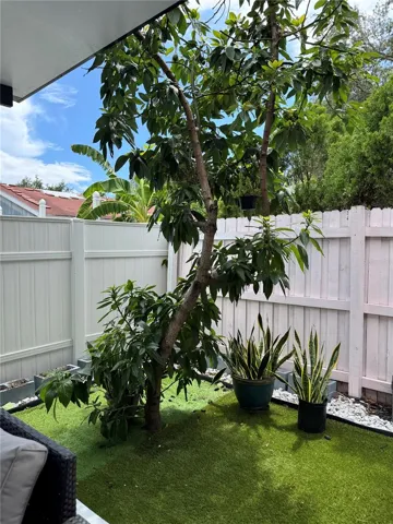 Avocado Tree