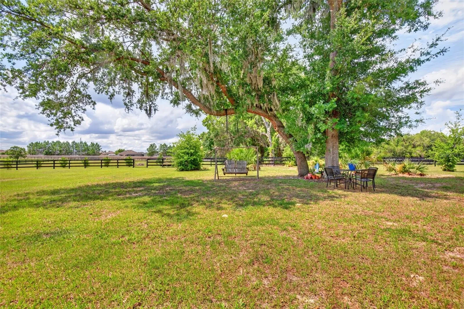 Tree in backyard
