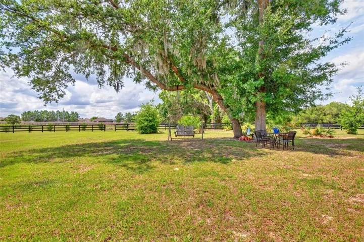 Tree in backyard