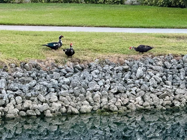 Abundant wildlife