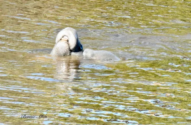Manatees love these canals