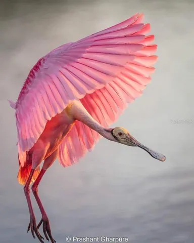 Rosette Spoonbill, so beautiful!