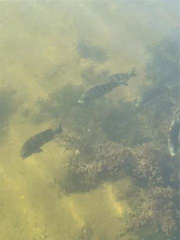 no lack of fish!