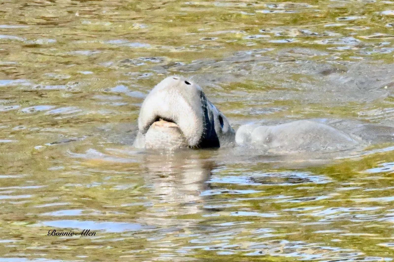 Manatees love these canals!