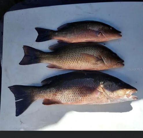 Dinner anyone?