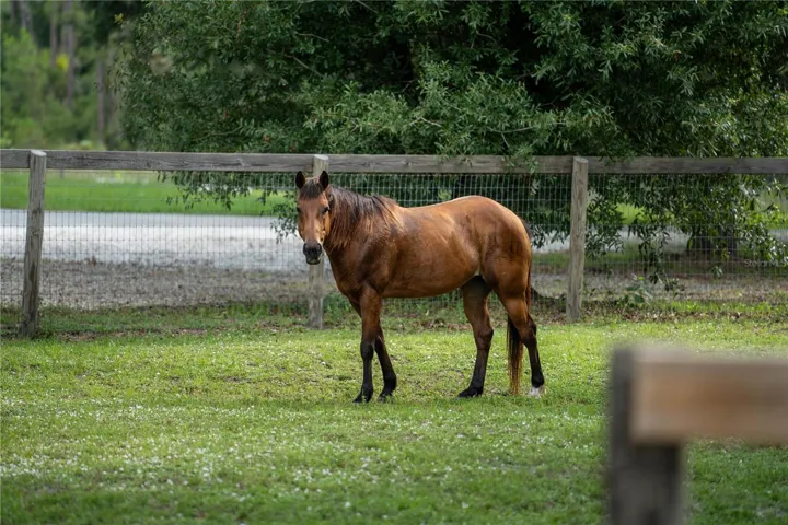 Equestrian-friendly trails throughout the preserve.