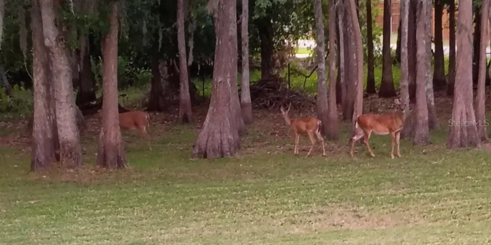 Deer watch everyday