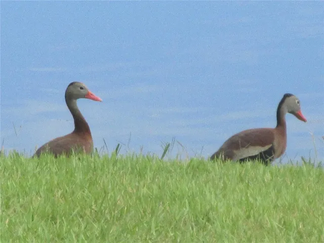 Local wildlife