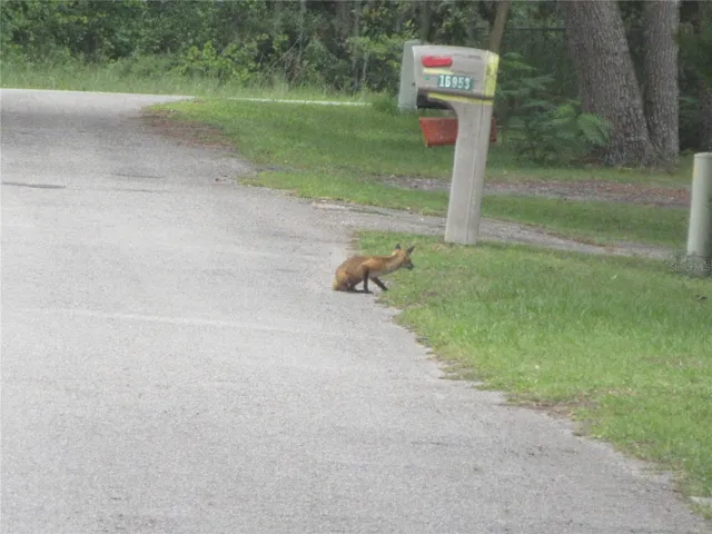 Neighborhood Fox