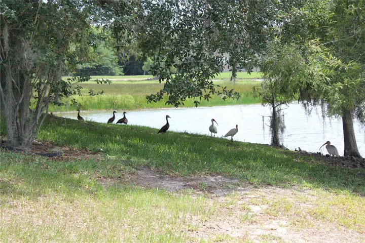 back yard view