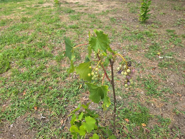 Several fruit trees and grapevines