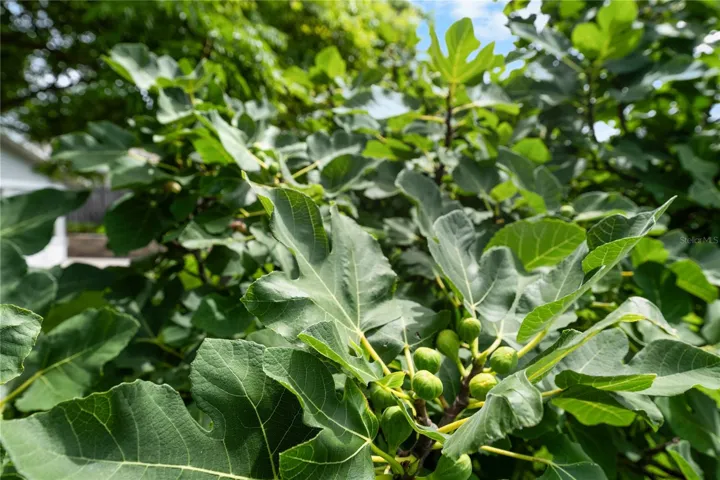 Fig Tree!!