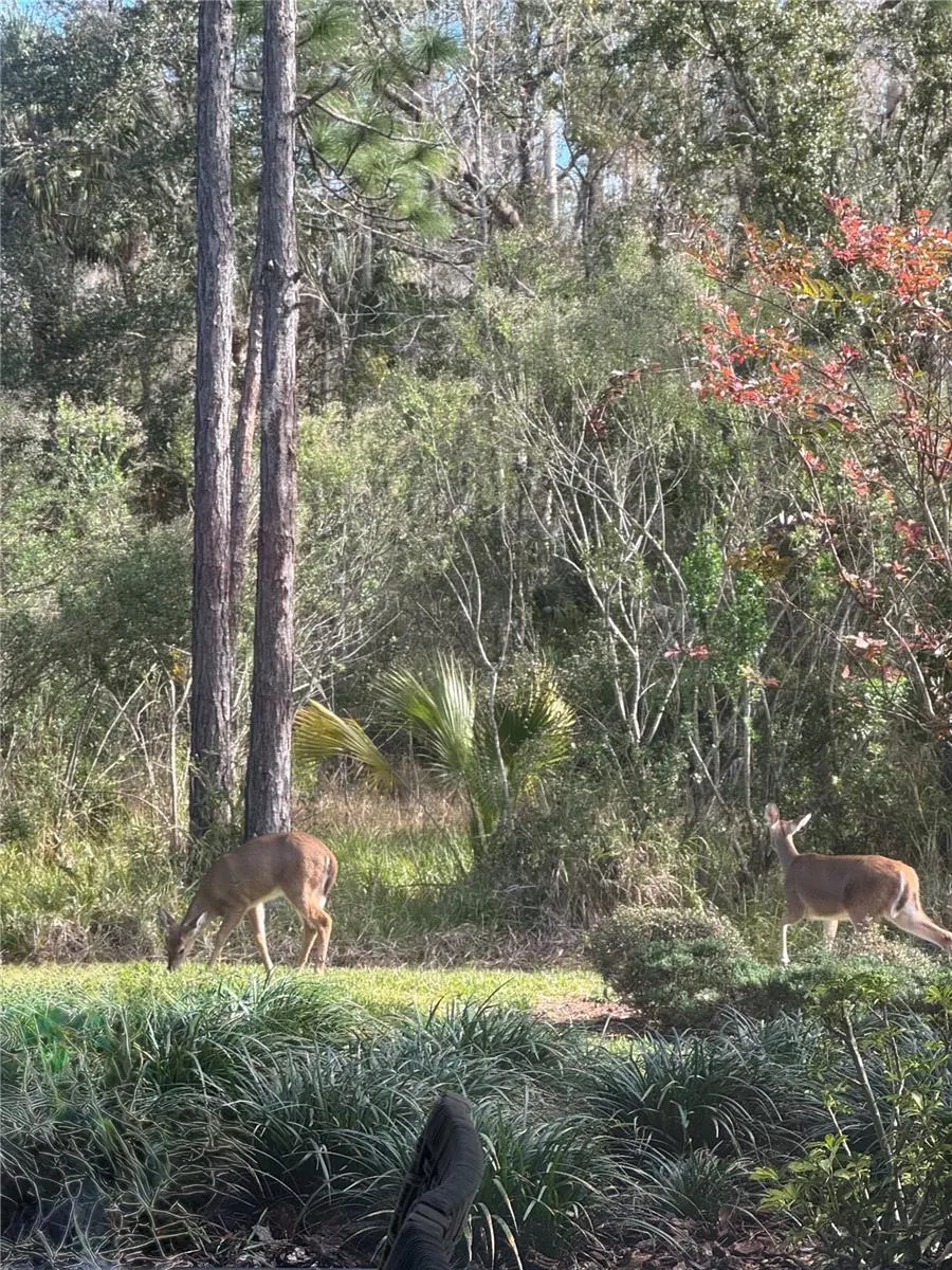 occasional deer visitors