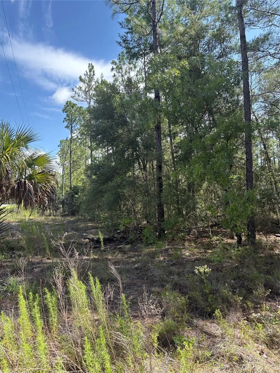 Lot is wooded