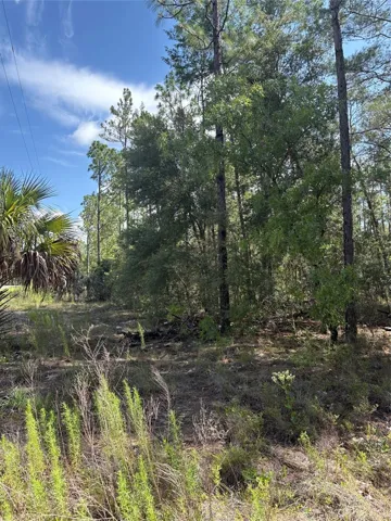 Lot is wooded