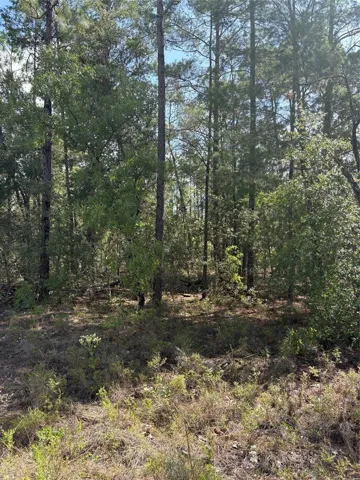 Nice trees