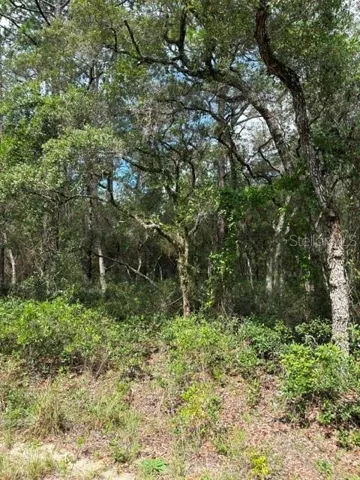 Lot is wooded