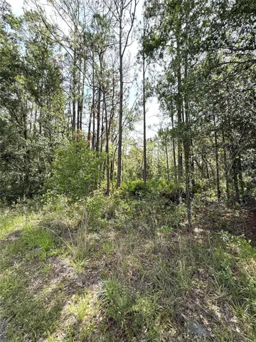 WOODED