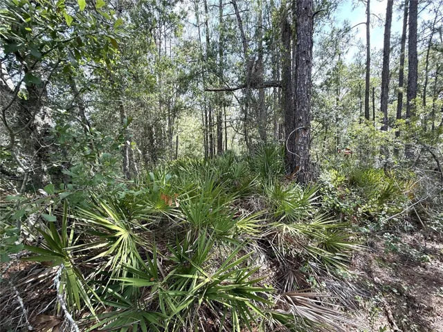 WOODED