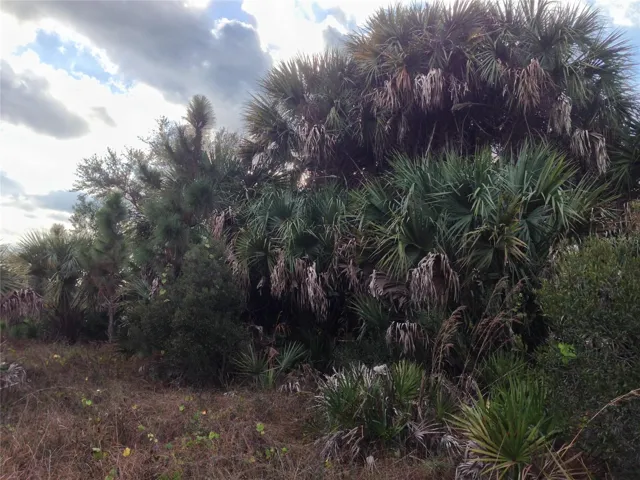 Cabbage/Sabal palm and oak hammock.