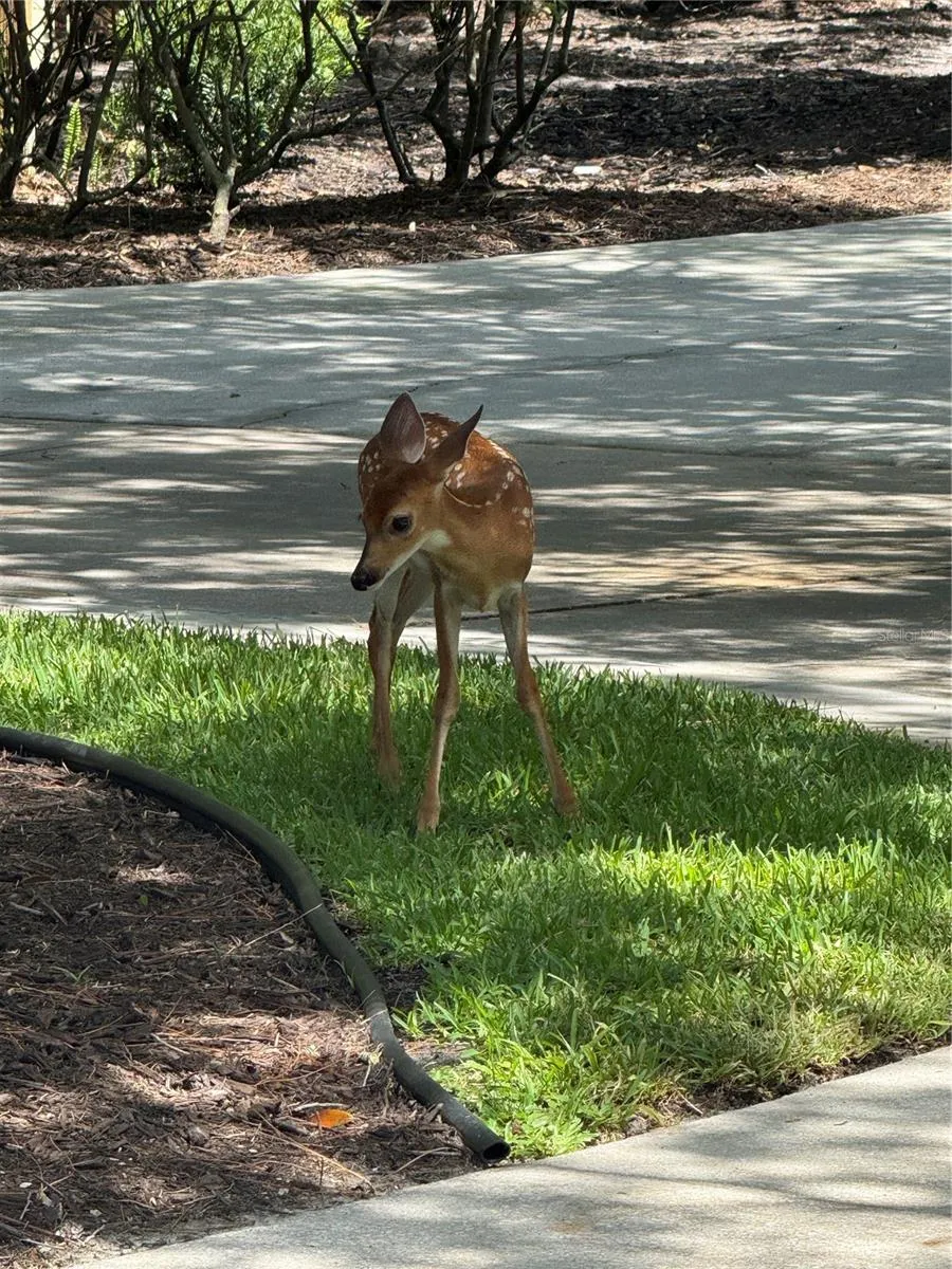 new fawn