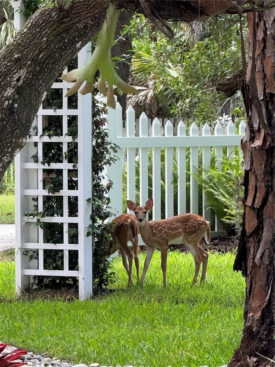 baby fawns