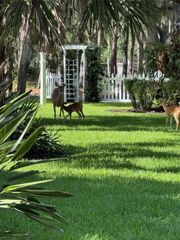 Deer and her 2 fawns