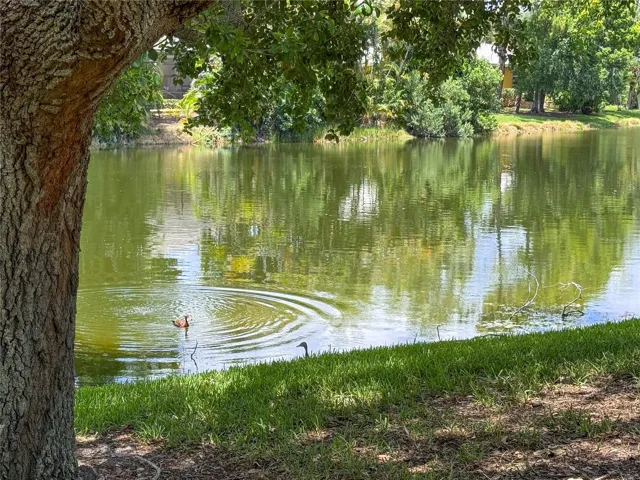 Pond