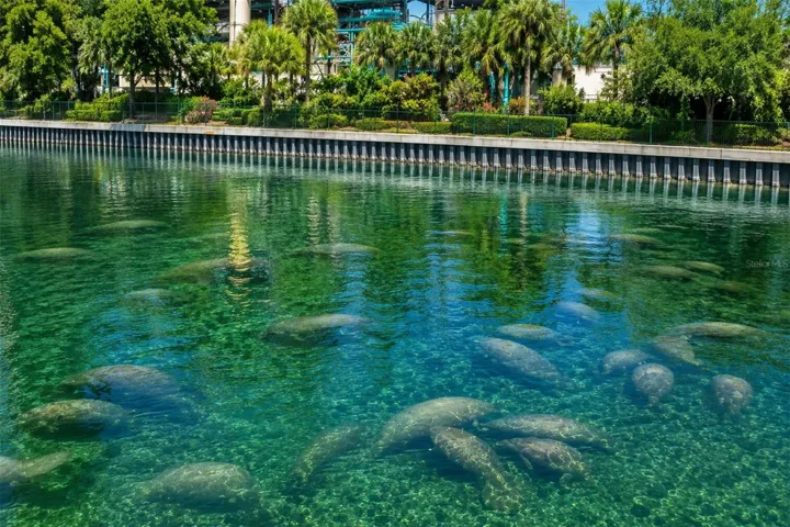 Explore the Manatee Viewing Center in Apollo Beach - a Winter Wonderland for Wildlife Lovers