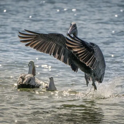 Birdwatching in Apolla Beach!