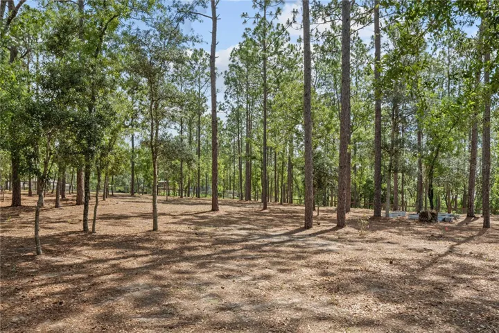 Matured Trees