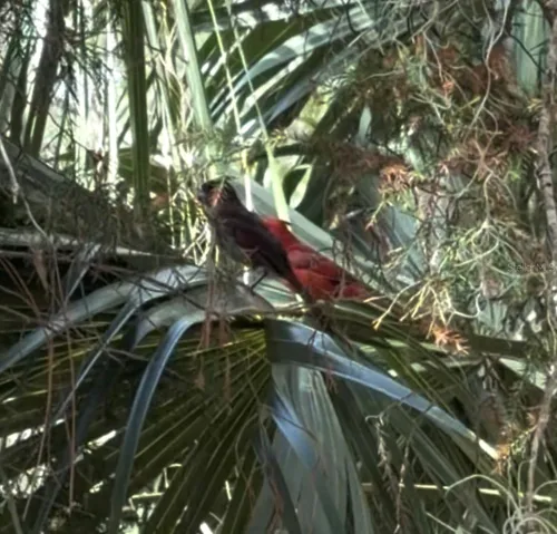 Mr. and Mrs. Cardinal in the Neighborhood