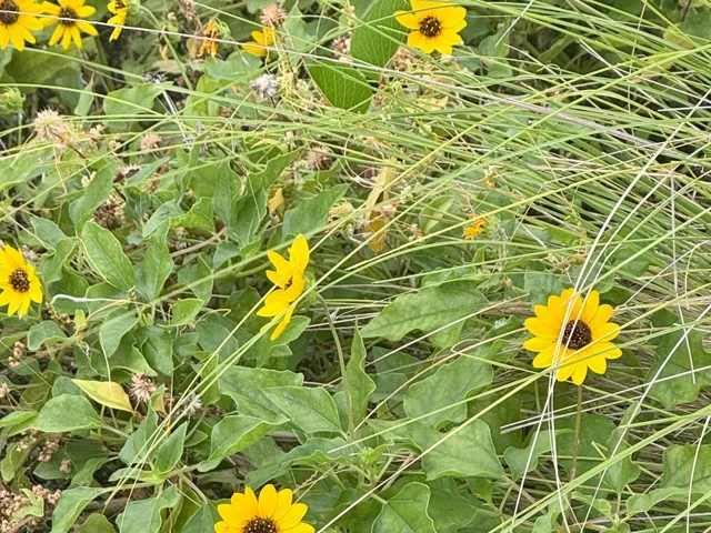 Gulf Coast Native _Beach Sunflower