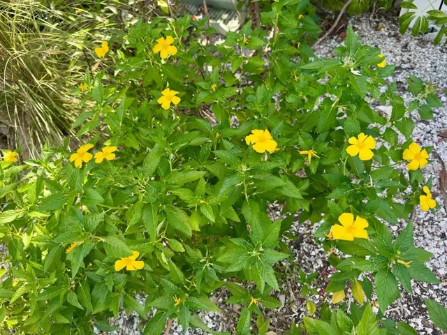 Native Wild Flowers