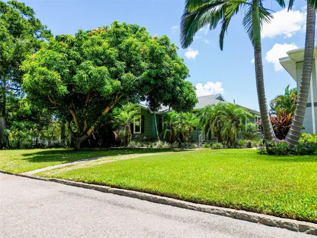 Mature Mango Tree in Front Yard