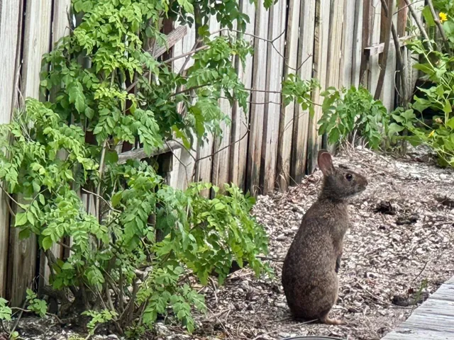 Florida Native plants & Bunnies