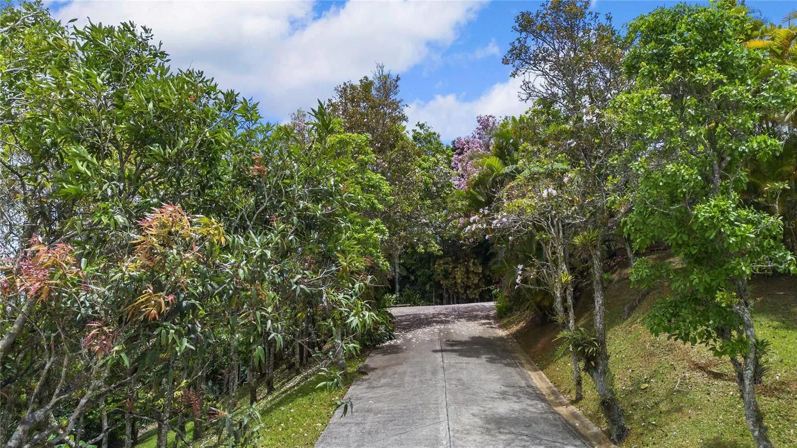 Guavate Mountain Retreat - Private Road