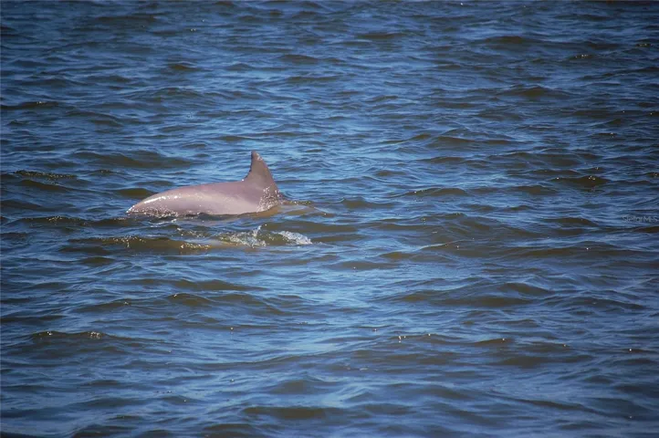 Dolphins