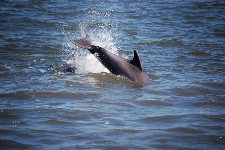 View Dolphins from almost every room.